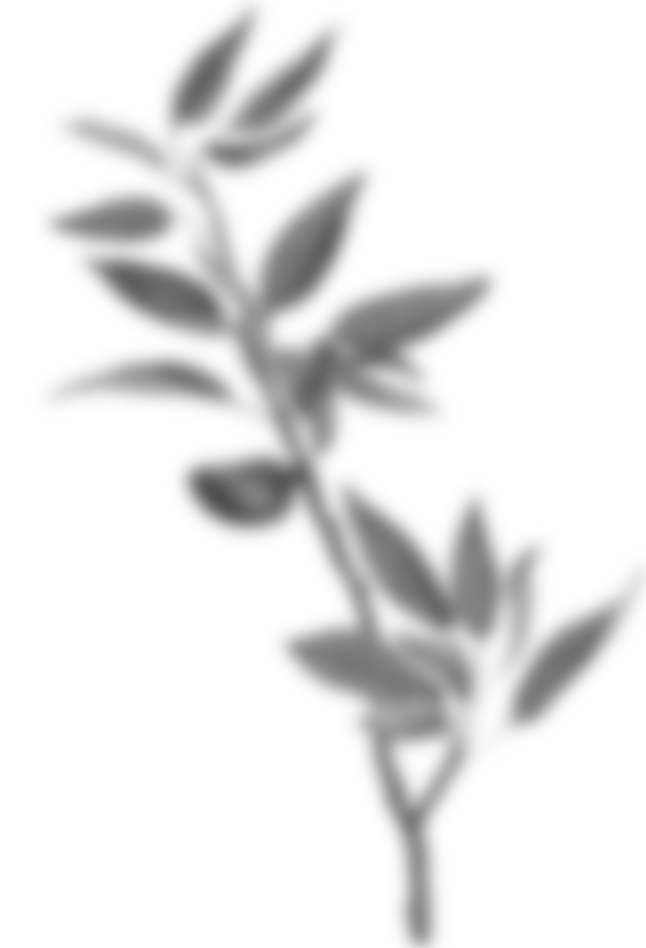 Plant Leaves Illustration
