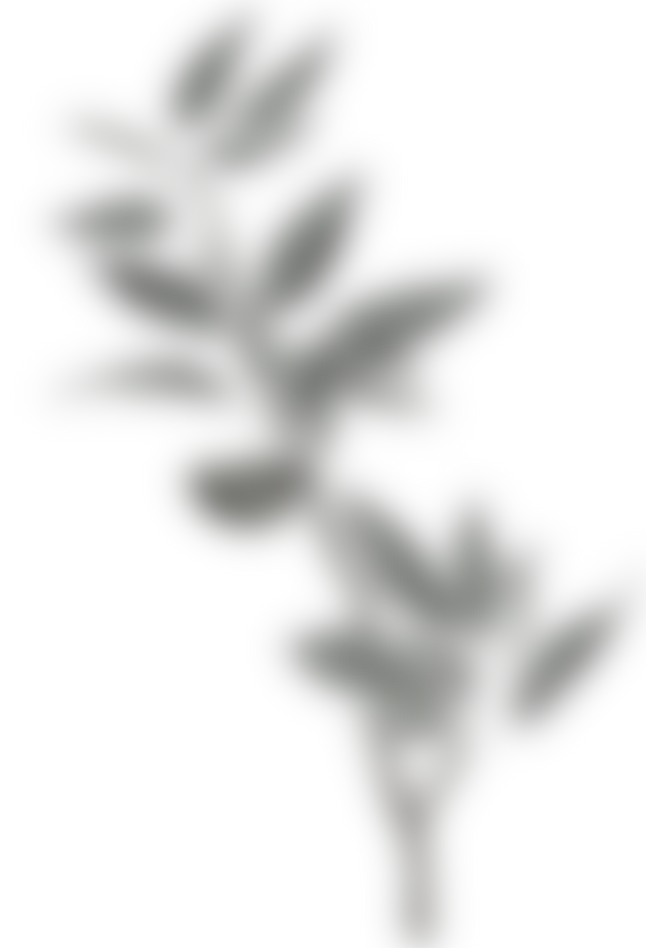 Plant Leaves Illustration
