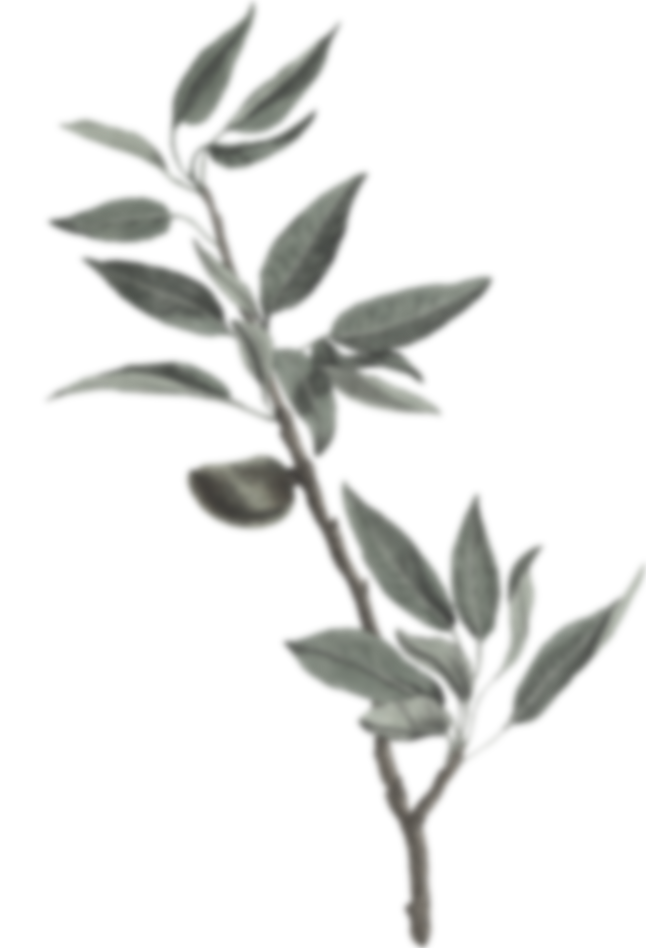 Plant Leaves Illustration
